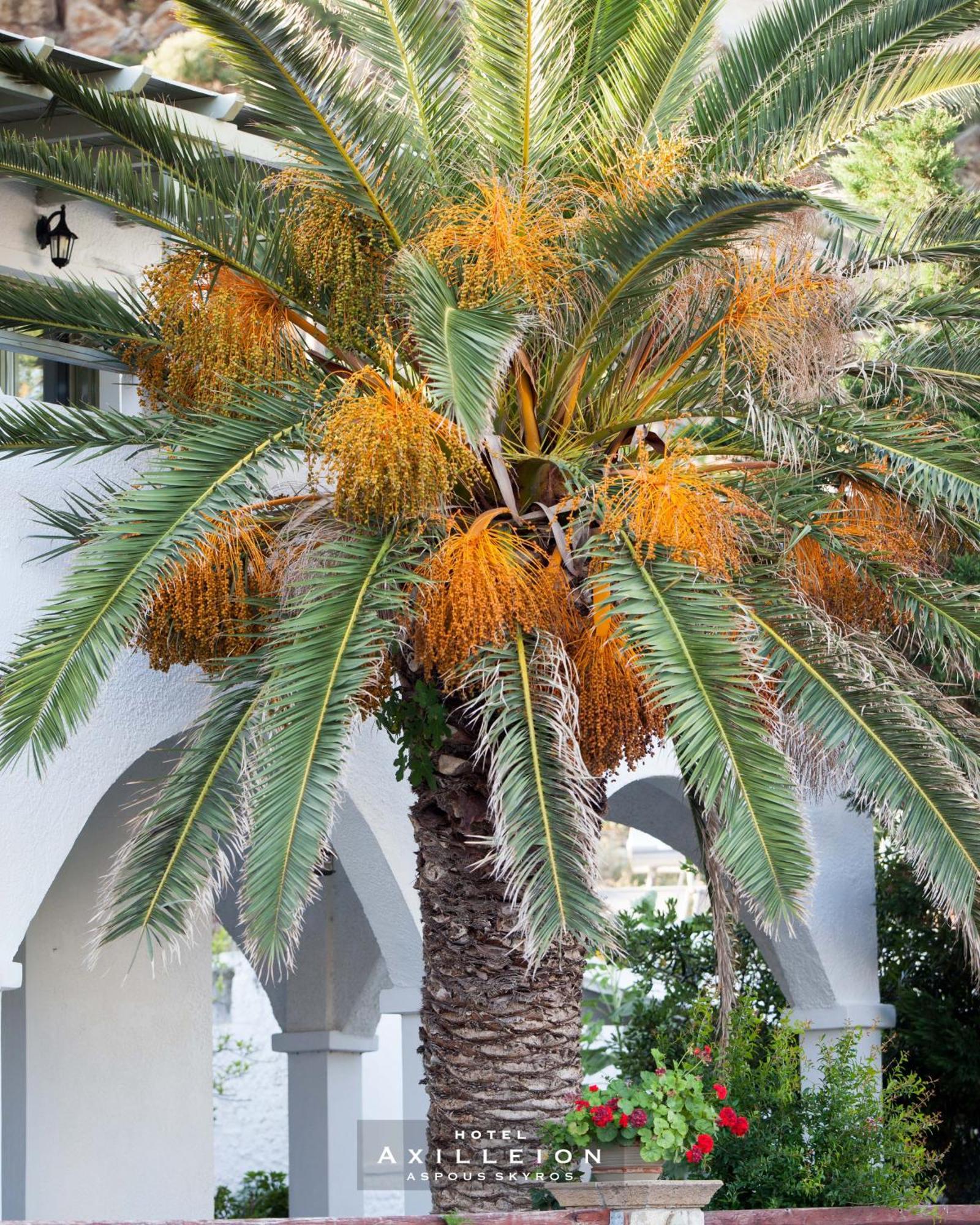 Achilleion Hotel İskiri Dış mekan fotoğraf